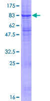ab164040 on a 12.5% SDS-PAGE stained with Coomassie Blue.