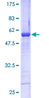 ab162374 on a 12.5% SDS-PAGE stained with Coomassie Blue.