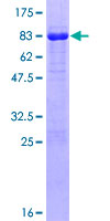 ab153534 on a 12.5% SDS-PAGE stained with Coomassie Blue.