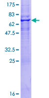 ab163563 on a 12.5% SDS-PAGE stained with Coomassie Blue.