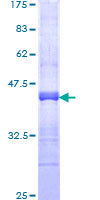 ab163564 on a 12.5% SDS-PAGE stained with Coomassie Blue.