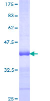 ab164398 on a 12.5% SDS-PAGE stained with Coomassie Blue.