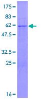 12.5% SDS-PAGE analysis of ab131932 stained with Coomassie Blue.