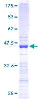 ab152667 on a 12.5% SDS-PAGE stained with Coomassie Blue.