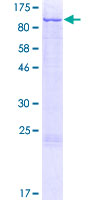 ab152665 on a 12.5% SDS-PAGE stained with Coomassie Blue.
