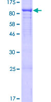 ab165543 on a 12.5% SDS-PAGE stained with Coomassie Blue.