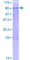 ab162902 on a 12.5% SDS-PAGE stained with Coomassie Blue.