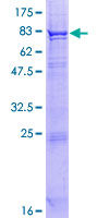 ab158057 on a 12.5% SDS-PAGE stained with Coomassie Blue.