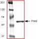 ab60835 on SDS-PAGE, MW ~62kDa.