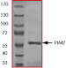 ab60836 on SDS-PAGE, MW ~61kDa.