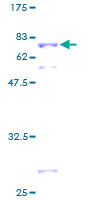 ab161482 on a 12.5% SDS-PAGE stained with Coomassie Blue.