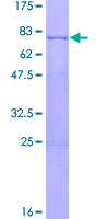 ab158072 on a 12.5% SDS-PAGE stained with Coomassie Blue.