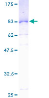 ab153267 on a 12.5% SDS-PAGE stained with Coomassie Blue.