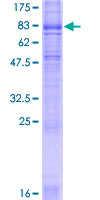 12.5% SDS-PAGE analysis of ab132415, stained with Coomassie Blue.