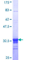 ab161229 on a 12.5% SDS-PAGE stained with Coomassie Blue.