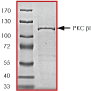 ab60840 on SDS-PAGE, MW ~102 kDa.