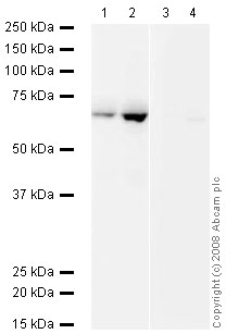 All lanes : Anti-SGK1 antibody ( ab43606 ) at 1 µg/ml Lane 1 : HeLa (Human epithelial carcinoma cell line) Whole Cell Lysate Lane 2 : Jurkat (Human T cell lymphoblast-like cell line) Whole Cell Lysate Lane 3 : HeLa (Human epithelial carcinoma cell line) Whole Cell Lysate with Human SGK1 peptide (ab43605) at 1 µg/ml Lane 4 : Jurkat (Human T cell lymphoblast-like cell line) Whole Cell Lysate with Human SGK1 peptide (ab43605) at 1 µg/ml Lysates/proteins at 10 µg per lane. Secondary IRDye 680 Conjugated Goat Anti-Rabbit IgG (H+L) at 1/10000 dilution Performed under reducing conditions. Predicted band size : 49 kDa Observed band size : 68 kDa ( why is the actual band size different from the predicted? ) SGK1 contains Glu/Lys-rich regions and a number of phosphorylated Ser/Thr sites (SwissProt data) which may explain why the observed band is running higher than the predicted molecular weight.