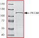 ab60841 on SDS-PAGE, MW ~105 kDa.