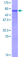 ab158055 on a 12.5% SDS-PAGE stained with Coomassie Blue.