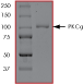 ab60842 on SDS-PAGE, MW ~105 kDa.