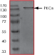 ab60874 on SDS-PAGE, MW ~142 kDa.