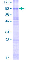 ab163259 on a 12.5% SDS-PAGE stained with Coomassie Blue.