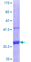 ab165026 on a 12.5% SDS-PAGE stained with Coomassie Blue.