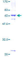 ab163714 on a 12.5% SDS-PAGE stained with Coomassie Blue.