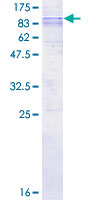 ab160374 on a 12.5% SDS-PAGE stained with Coomassie Blue.