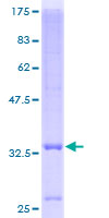 ab162300 on a 12.5% SDS-PAGE stained with Coomassie Blue.