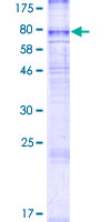 ab165227 on a 12.5% SDS-PAGE stained with Coomassie Blue.