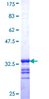 ab162821 on a 12.5% SDS-PAGE stained with Coomassie Blue.