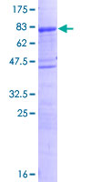 ab163739 on a 12.5% SDS-PAGE stained with Coomassie Blue.