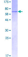 12.5% SDS-PAGE showing ab114875 at approximately 64.39kDa. Stained with Coomassie Blue.