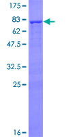 ab163773 on a 12.5% SDS-PAGE stained with Coomassie Blue.