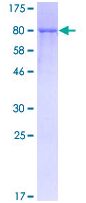 SDS-PAGE analysis of ab132049 on a 12.5% gel stained with Coomassie Blue.