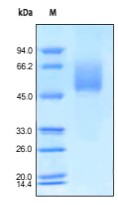 SDS-PAGE analysis of reduced ab155723 stained overnight with Coomassie Blue