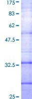 12.5% SDS-PAGE with ab114373 at 32.23kDa stained with Coomassie Blue.