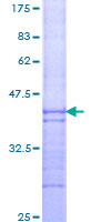 ab152697 on a 12.5% SDS-PAGE stained with Coomassie Blue.