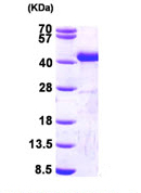 15% SDS-PAGE showing ab95892 at approximately 40.4kDa (3µg).