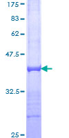 ab114683 analysed on a 12.5% SDS-PAGE gel stained with Coomassie Blue.