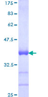 ab162729 on a 12.5% SDS-PAGE stained with Coomassie Blue.