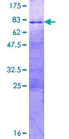 ab159562 on a 12.5% SDS-PAGE stained with Coomassie Blue.
