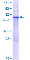12.5% SDS-PAGE stained with Coomassie Blue showing ab117031 at approximately 53.46 kDa.
