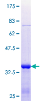 12.5% SDS-PAGE stained with Coomassie Blue showing ab117032 at approximately 35.64 kDa.