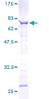 ab160554 on a 12.5% SDS-PAGE stained with Coomassie Blue.