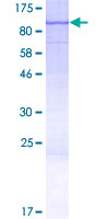 ab163237 on a 12.5% SDS-PAGE stained with Coomassie Blue.