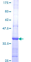 ab163405 on a 12.5% SDS-PAGE stained with Coomassie Blue.