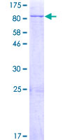 ab159576 on a 12.5% SDS-PAGE stained with Coomassie Blue.