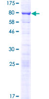 ab165662 on a 12.5% SDS-PAGE stained with Coomassie Blue.